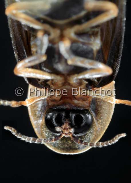 lampyris noctiluca.JPG - Lampyris noctiluca (Linné)Ver luisant (portrait mâle)Common Glow-wormColeoptera, LampyridaeFrance